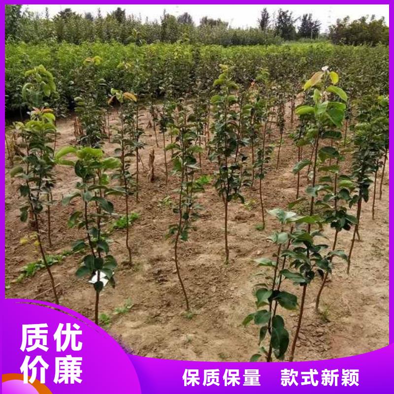 梨_玉露香梨树苗厂家直营