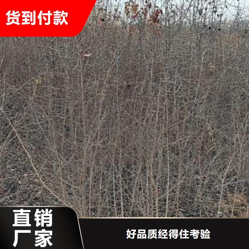杜梨秋月梨树苗大厂生产品质