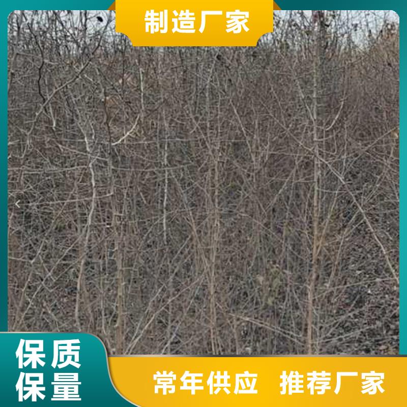 杜梨秋月梨树苗大厂生产品质