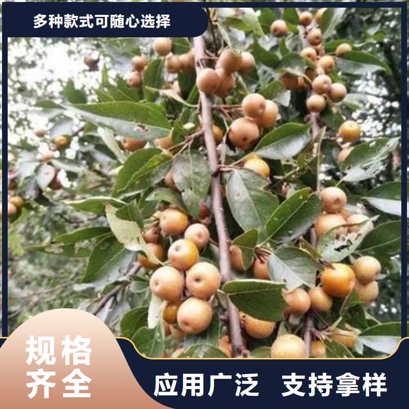 杜梨新梨7号梨树苗源头厂家来图定制