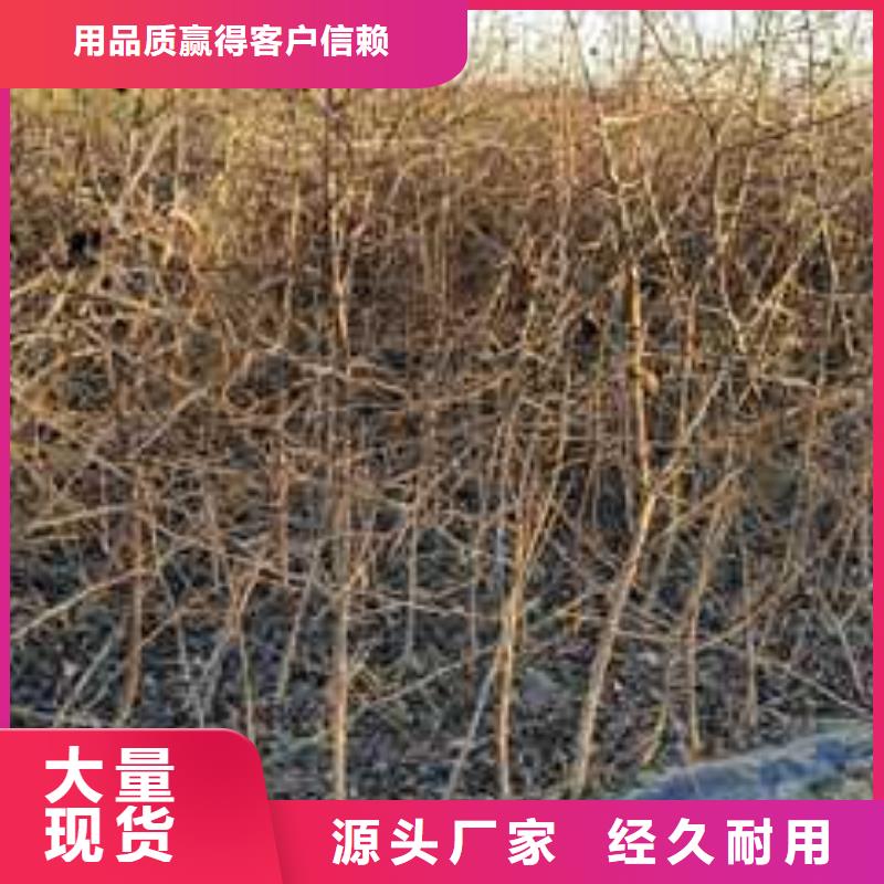 杜梨奥红一号梨苗品质无所畏惧