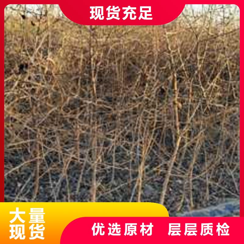 杜梨香酥梨树苗现货直供