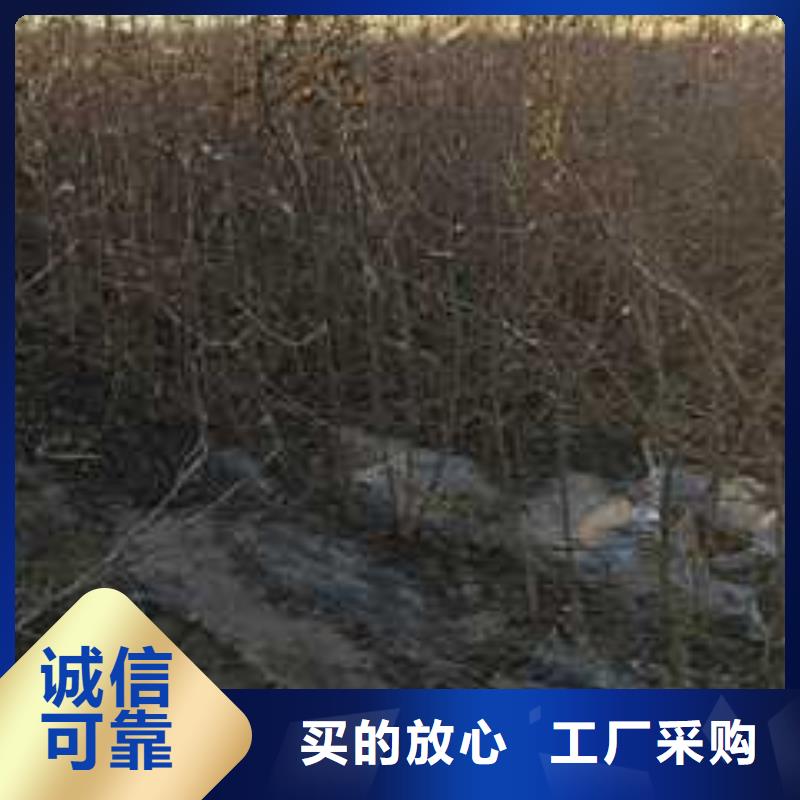 杜梨秋月梨树苗应用领域