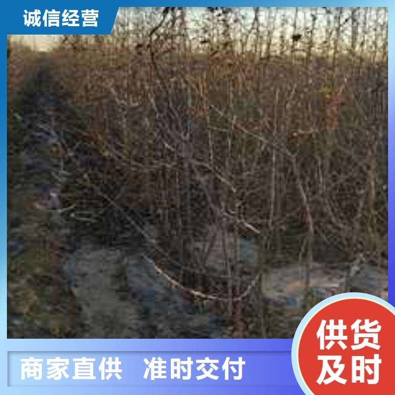 杜梨秋月梨树苗应用领域