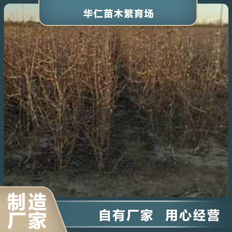 杜梨杜梨苗工厂直销