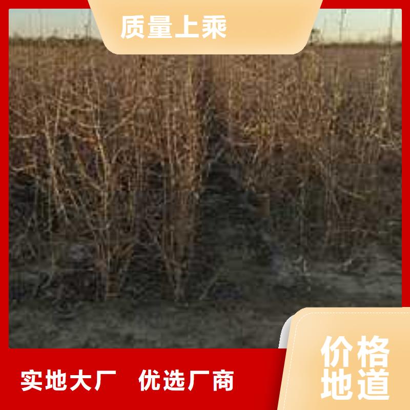 杜梨北京十四号桃树苗精心打造