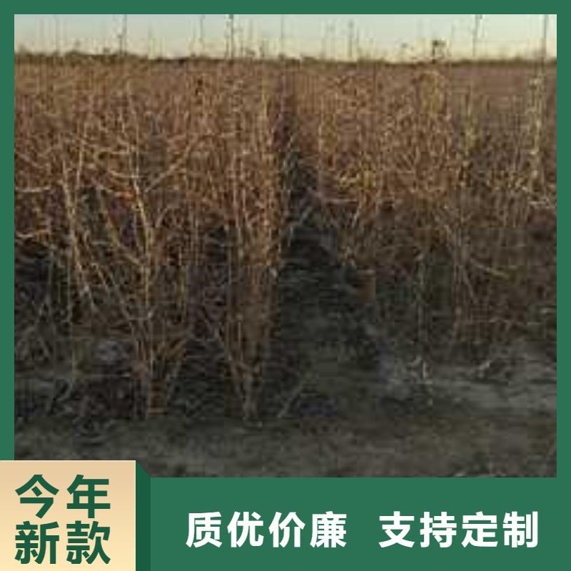 【杜梨】秋月梨树苗多种工艺