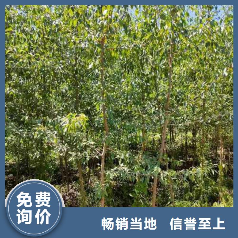 杜梨,皇冠梨树苗现货销售
