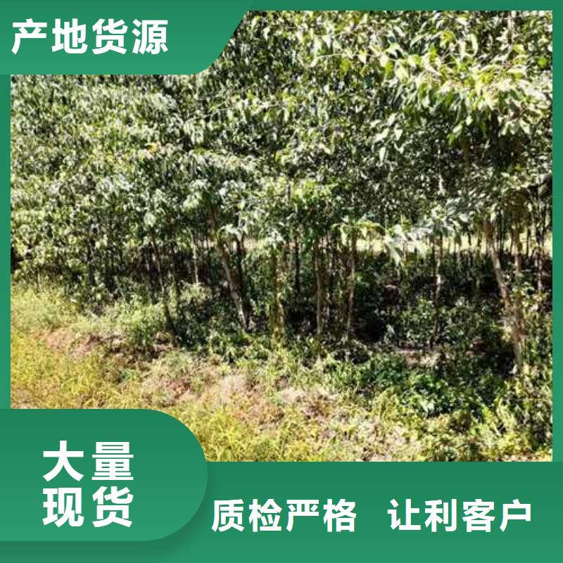 杜梨秋月梨树苗应用领域