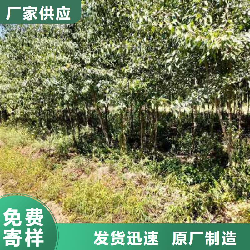 杜梨,皇冠梨树苗现货销售