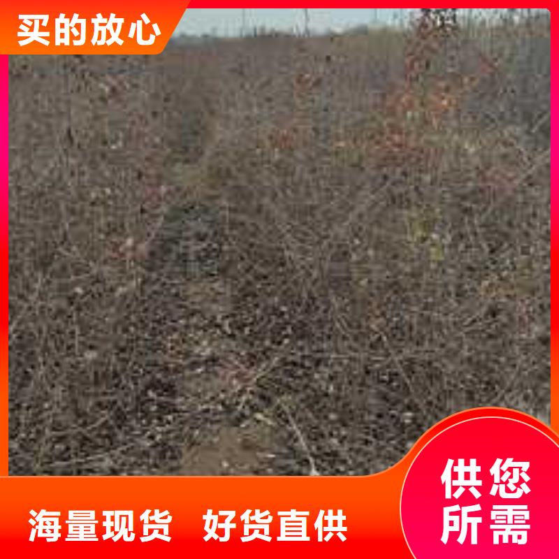 杜梨北京十四号桃树苗精心打造