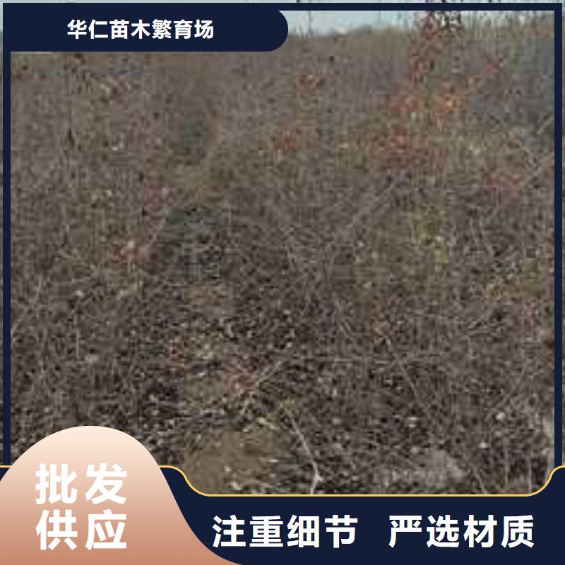 杜梨瑞蟠101桃树苗工艺精细质保长久
