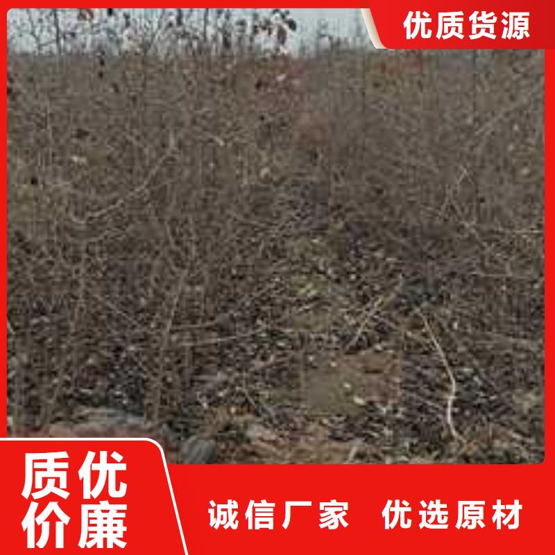 杜梨杜梨苗优质材料厂家直销