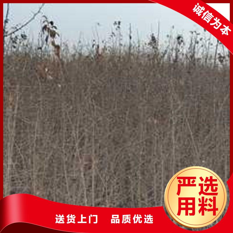 【杜梨梨树苗基地出厂严格质检】