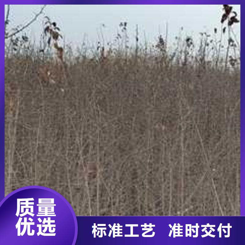 【杜梨-新梨7号梨树苗好货直供】