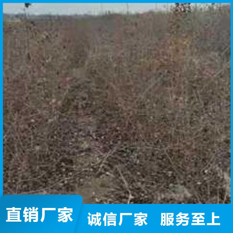 杜梨杜梨苗优质材料厂家直销