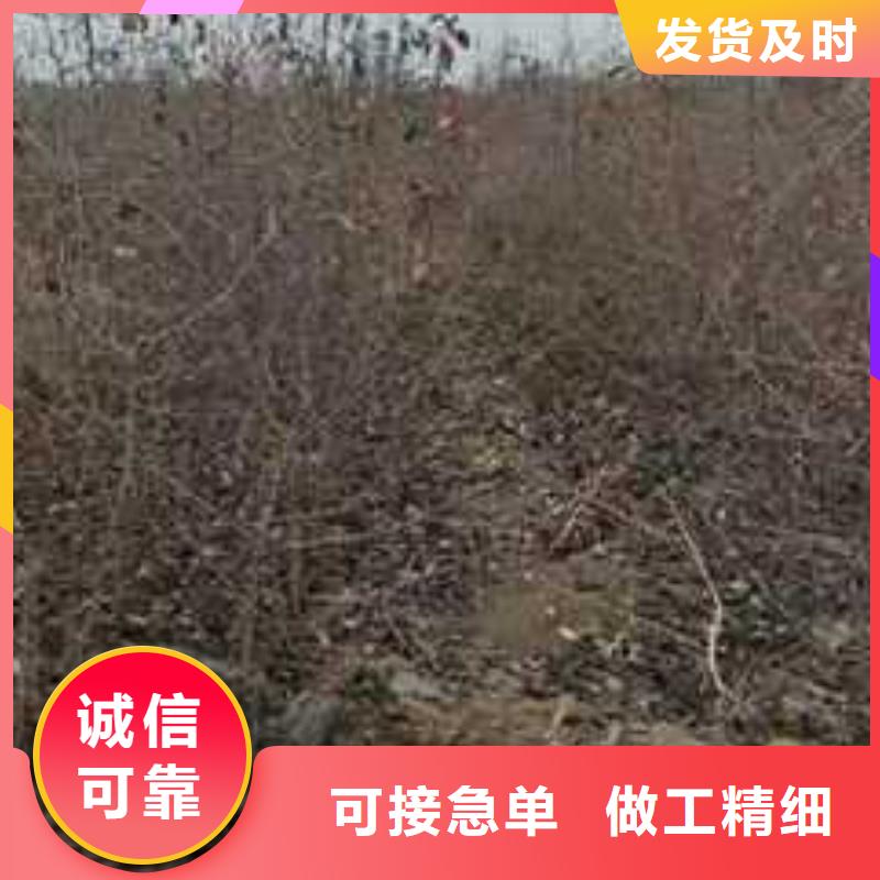 【杜梨山桃苗拒绝中间商】