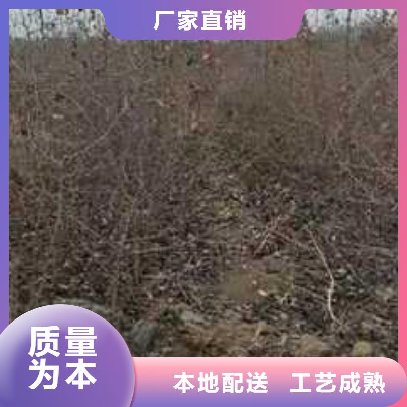 杜梨杜梨苗优质材料厂家直销