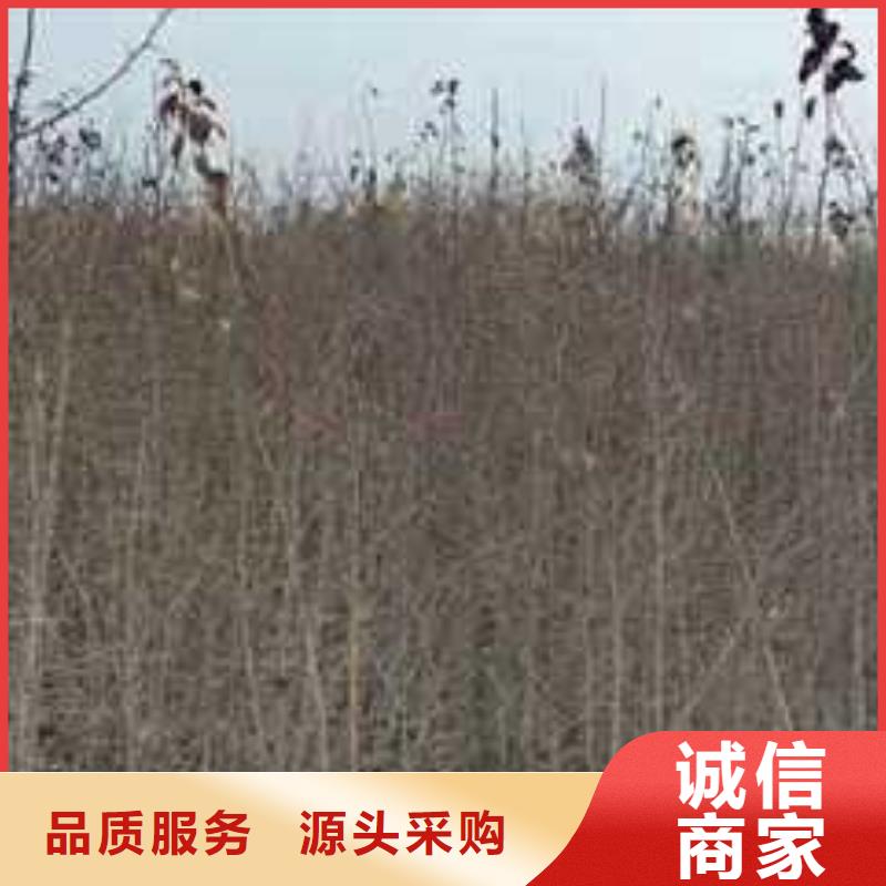 【杜梨山桃苗拒绝中间商】