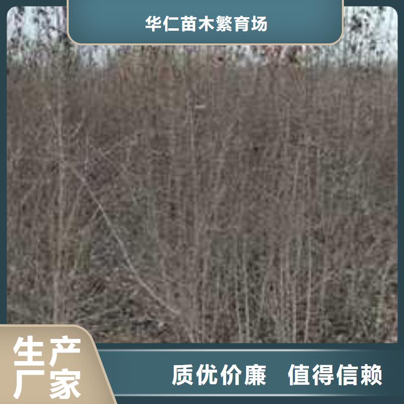 杜梨皇冠梨树苗一站式采购商