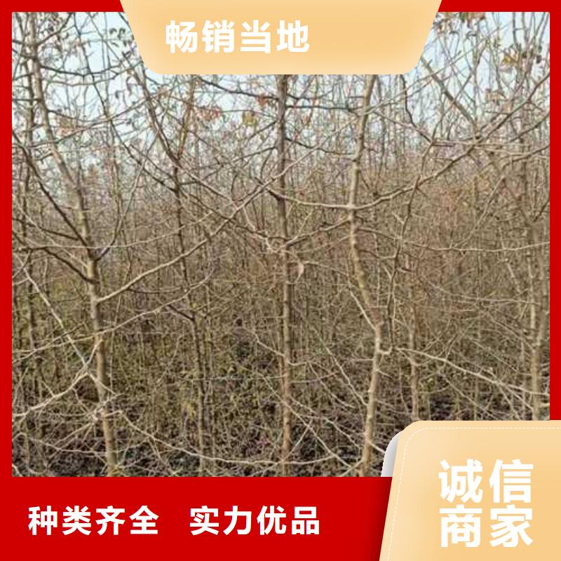 杜梨秋月梨树苗大厂生产品质