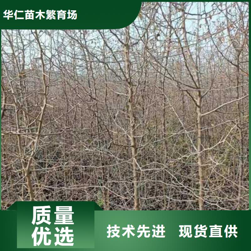 杜梨-香酥梨树苗支持大批量采购