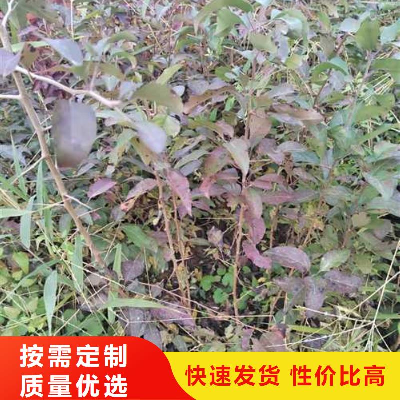 杜梨-香酥梨树苗支持大批量采购
