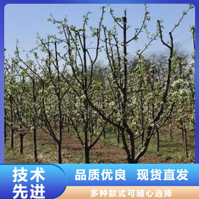 【杜梨】秋月梨树苗多种工艺
