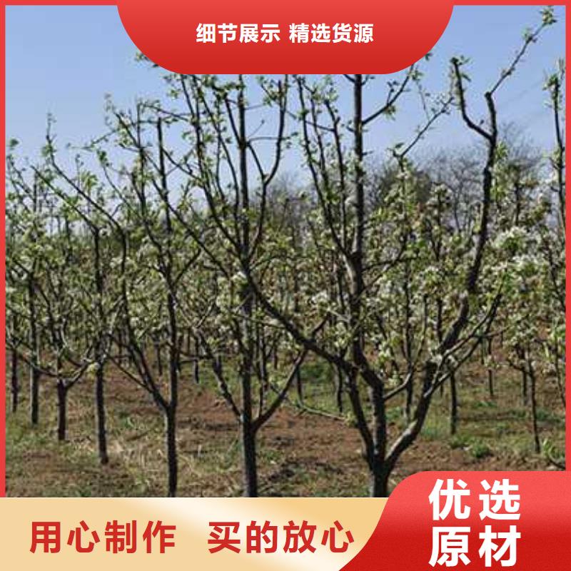 杜梨毛桃苗大品牌值得信赖