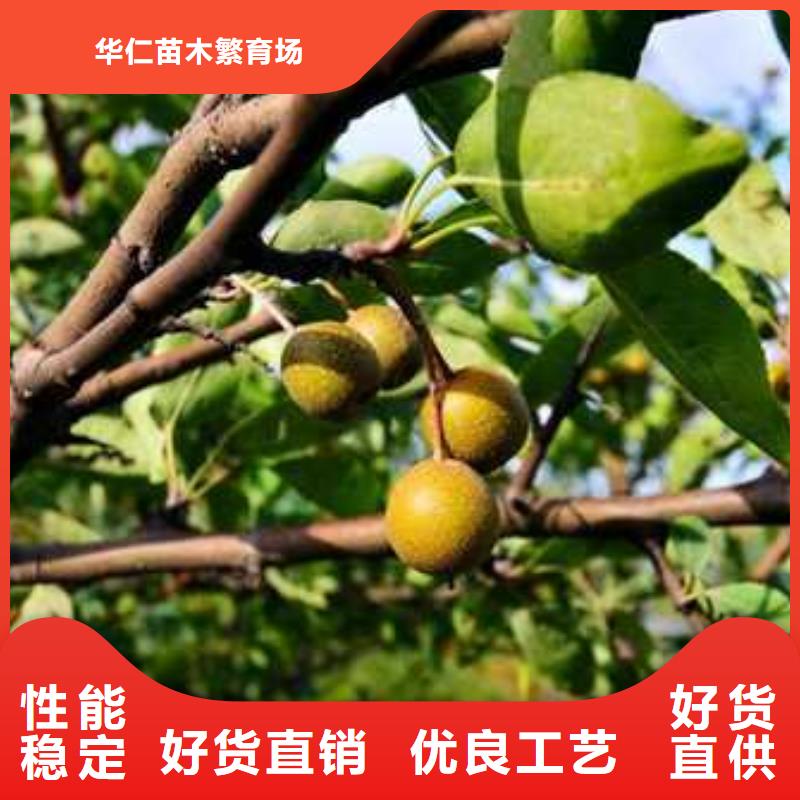 杜梨红香酥梨树苗多年厂家可靠