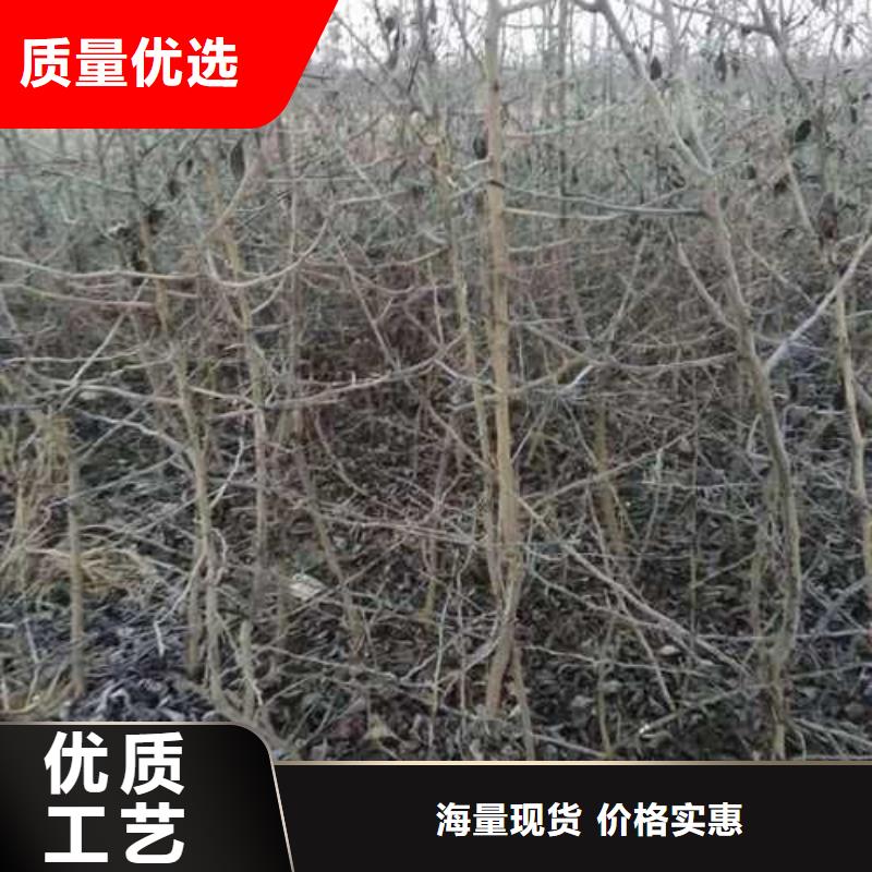 杜梨新梨7号梨树苗源头厂家来图定制