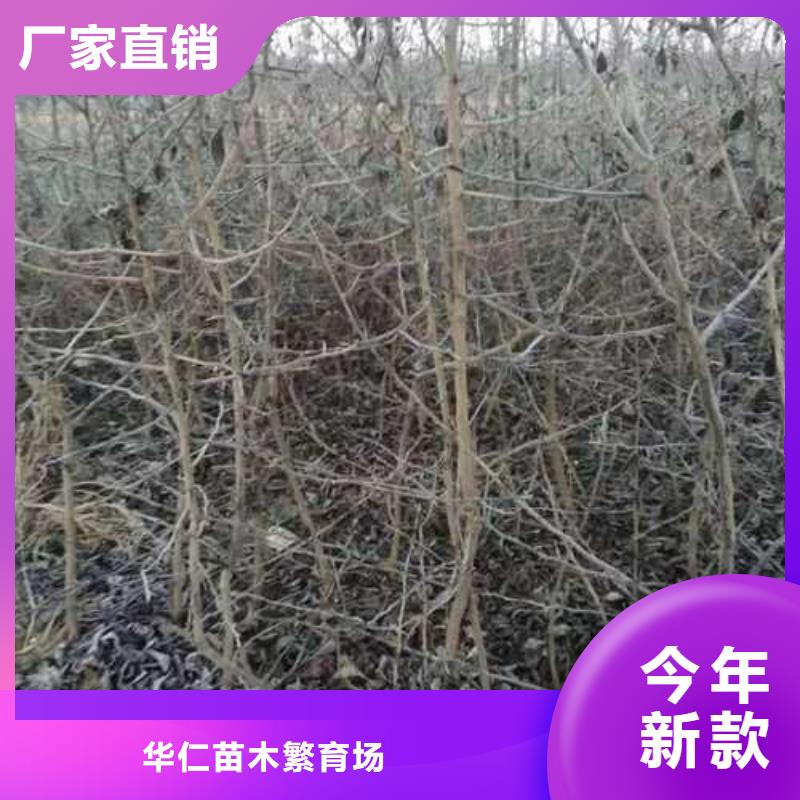 杜梨秋月梨树苗大厂生产品质