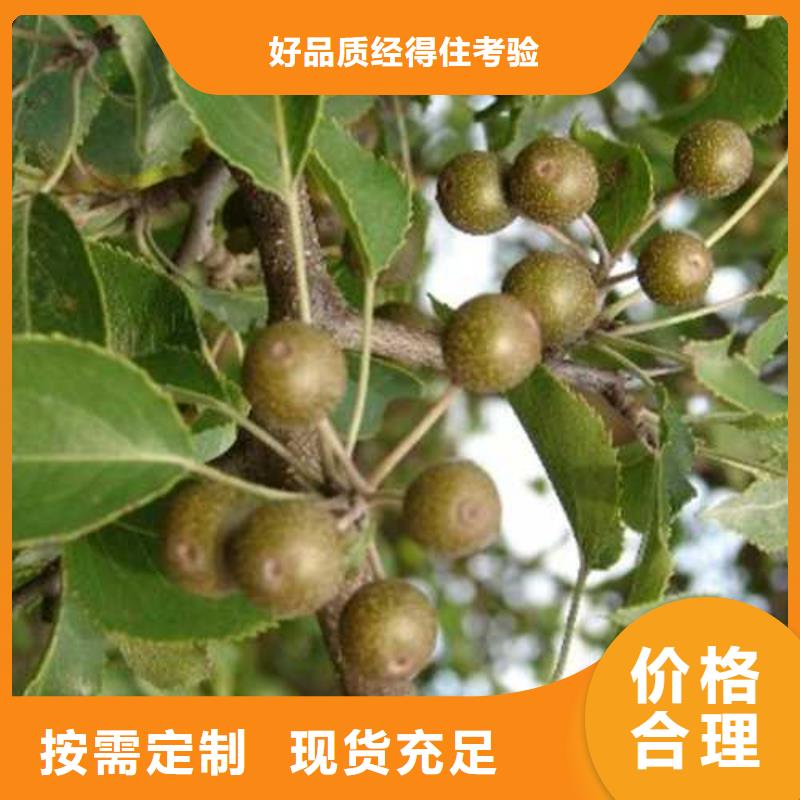 杜梨,瑞蟠101桃树苗用品质赢得客户信赖
