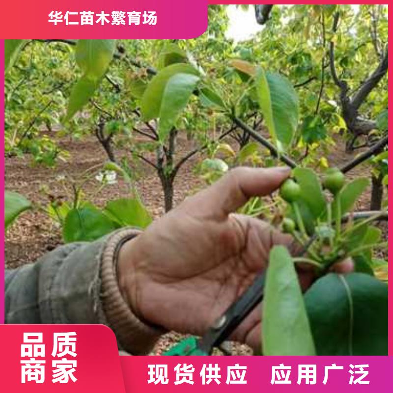杜梨杜梨苗工厂直销