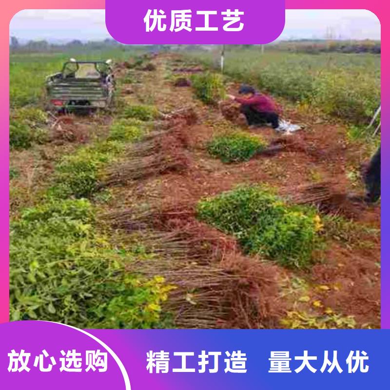 杜梨,海棠苗厂家批发价