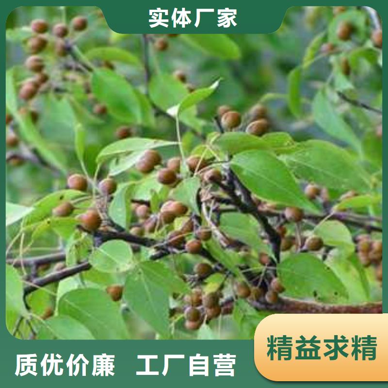 杜梨皇冠梨树苗一站式采购商
