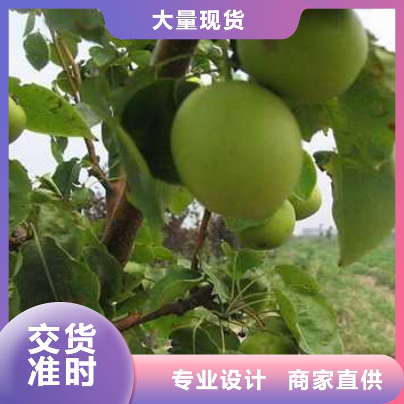 杜梨新梨7号梨树苗源头厂家来图定制