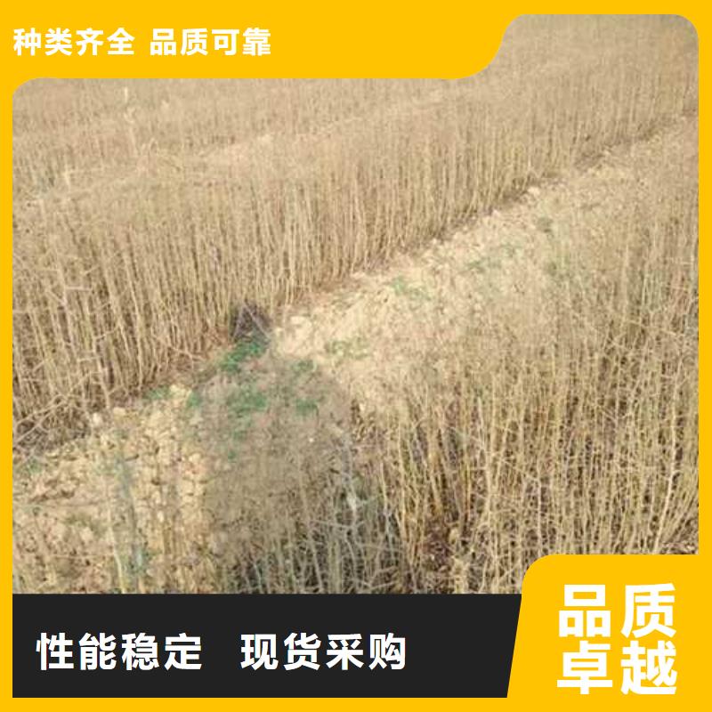 【杜梨梨树苗基地出厂严格质检】