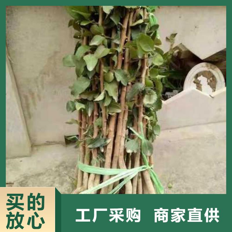 杜梨,海棠苗厂家批发价
