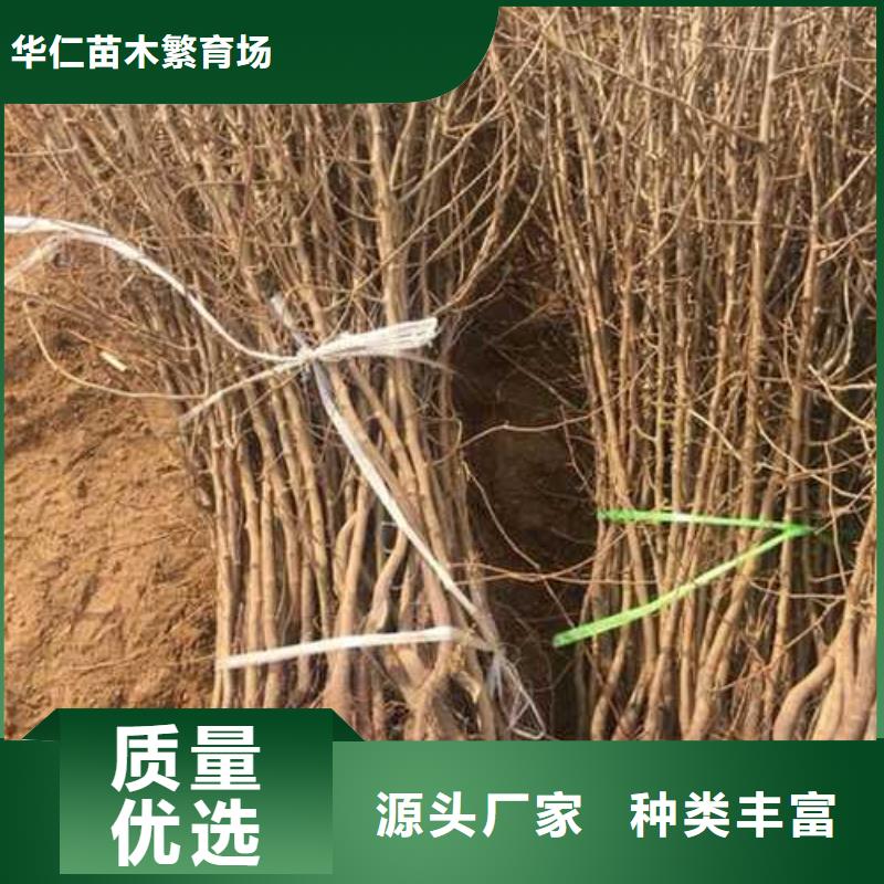 杜梨,皇冠梨树苗现货销售