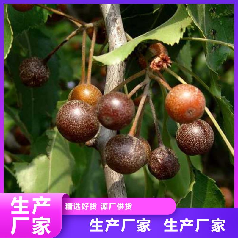 杜梨皇冠梨树苗一站式采购商