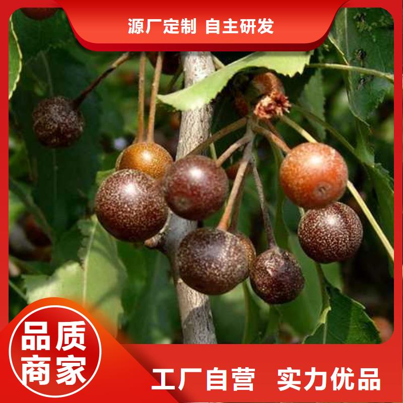 杜梨杜梨苗优质材料厂家直销