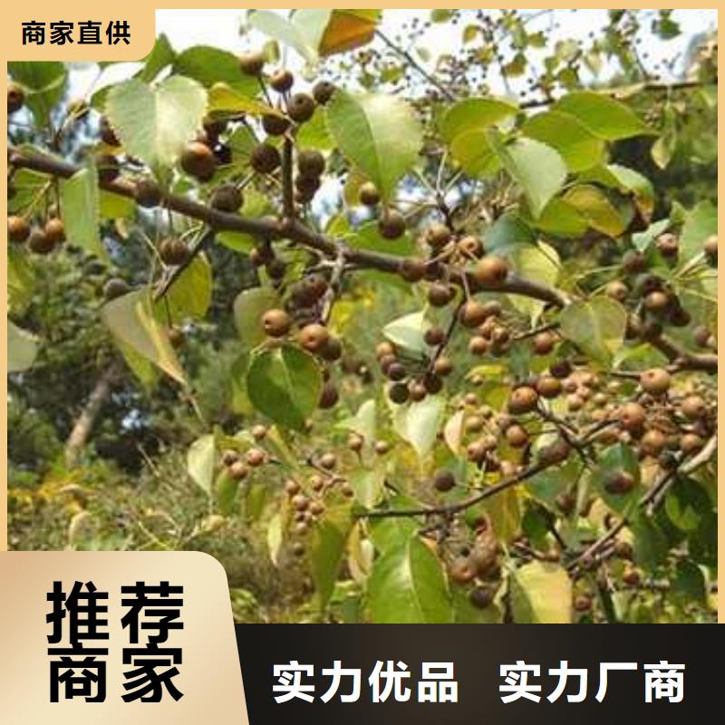 杜梨秋月梨树苗大厂生产品质