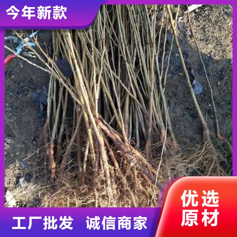 【杜梨山桃苗拒绝中间商】