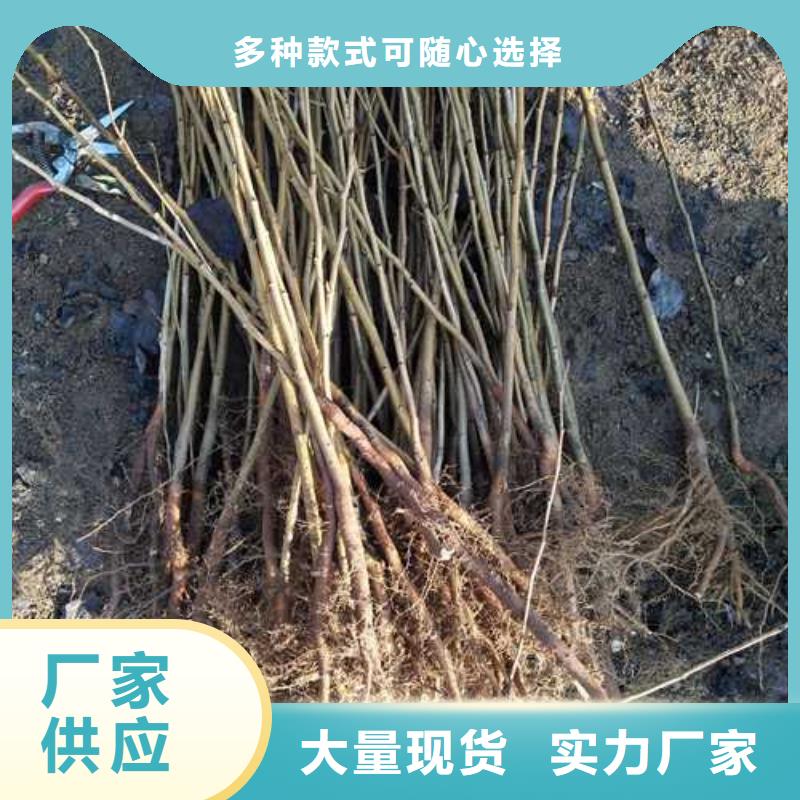 杜梨-香酥梨树苗支持大批量采购