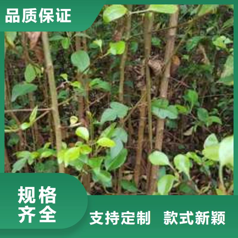 杜梨香酥梨树苗现货直供