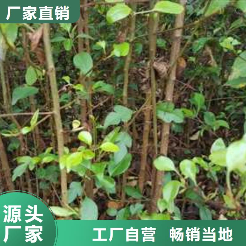 杜梨-玉露香梨树苗订制批发