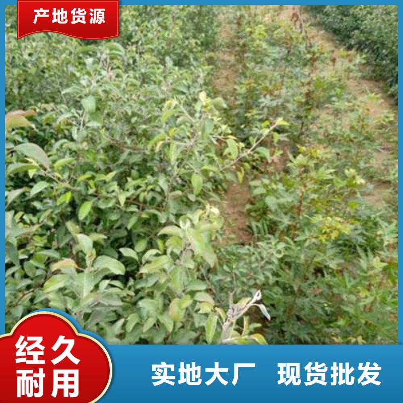 杜梨杜梨苗优质材料厂家直销