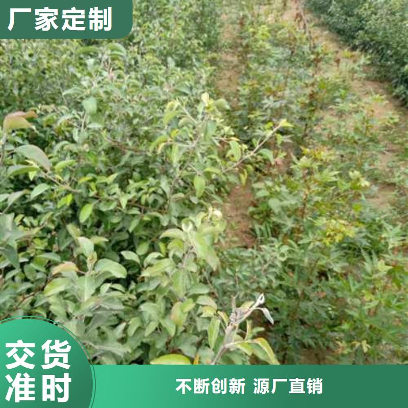 【杜梨山桃苗拒绝中间商】