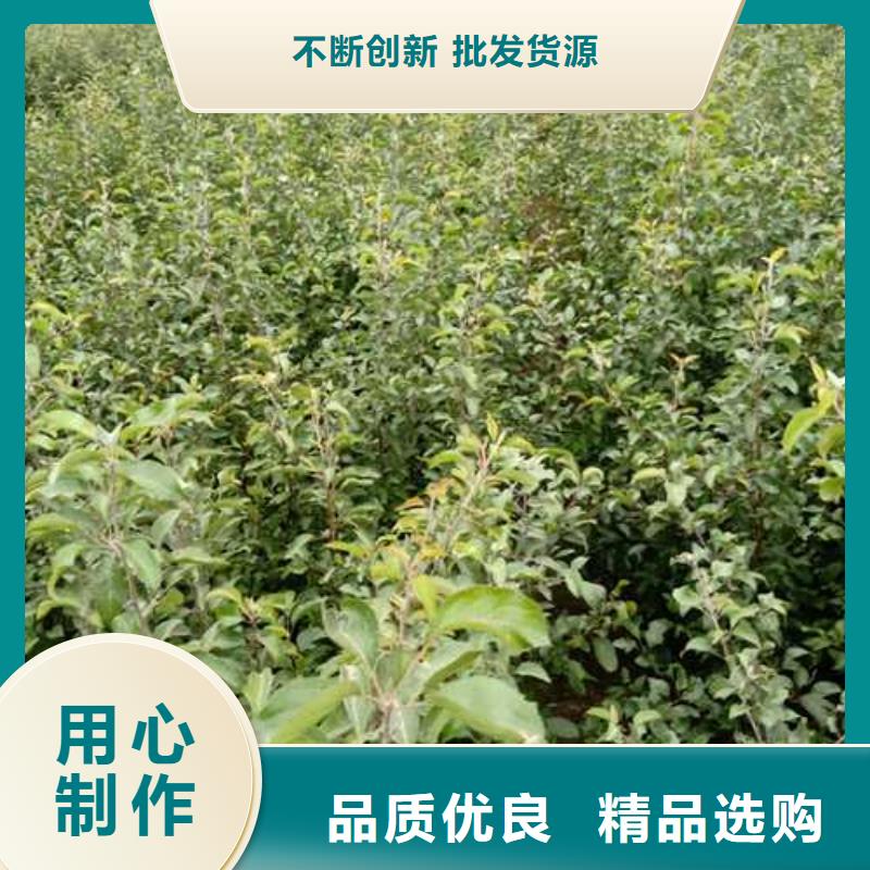 杜梨新梨7号梨树苗源头厂家来图定制